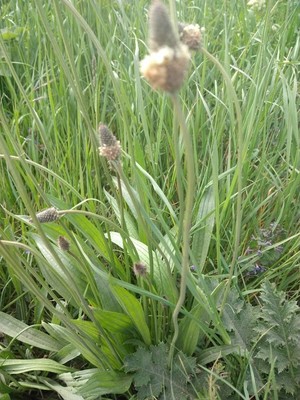 photo of Ribwort Plantain