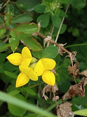 photo of Bird's Foot Trefoil