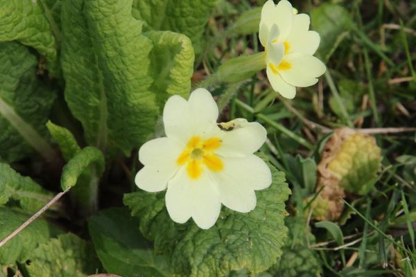 photo of Primrose