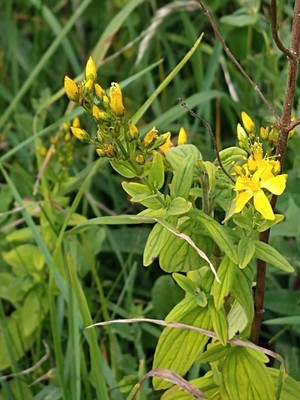 photo of Hairy St John's Wort