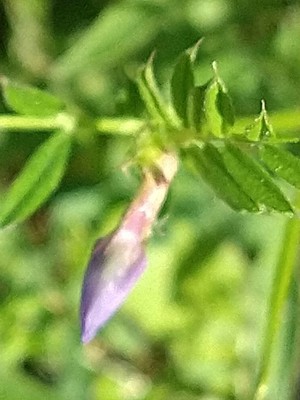 photo of Common Vetch