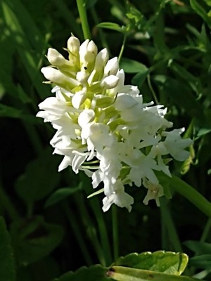 photo of Chalk Fragrant Orchid