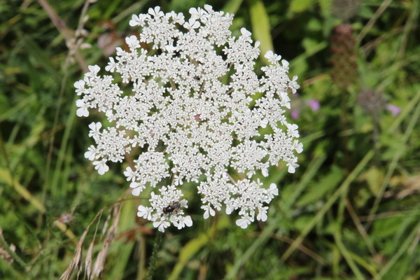 photo of Wild Carrot
