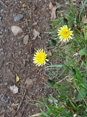 photo of Smooth Sow Thistle