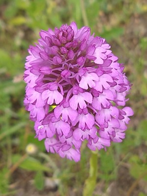 photo of Pyramidal Orchid