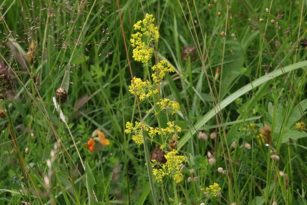 photo of Lady's Bedstraw
