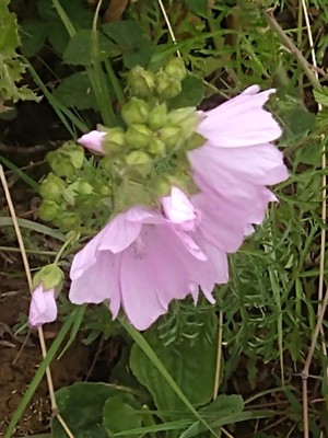 photo of Greater Musk Mallow