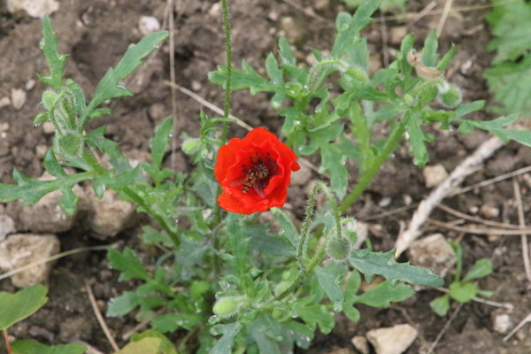 photo of Common Poppy