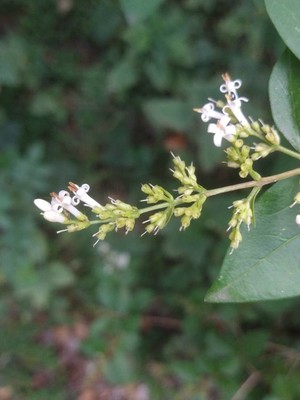 photo of Wild Privet