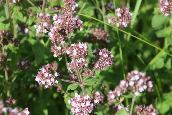 photo of Wild Marjoram