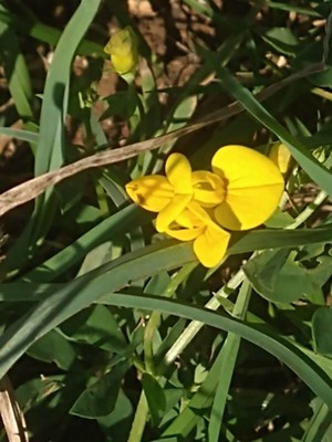 photo of Bird's Foot Trefoil