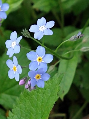 photo of Wood Forget Me Not