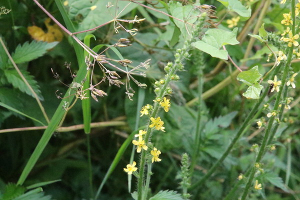 photo of Agrimony