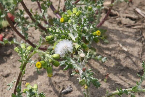 photo of Groundsel