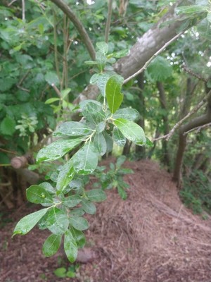 photo of Rusty Sallow