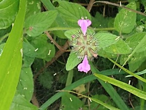 photo of Wild Basil