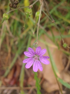photo of Hedgerow Crane's Bill
