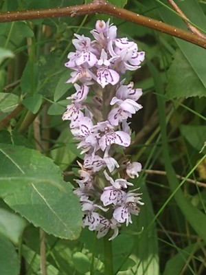 photo of Common Spotted Orchid