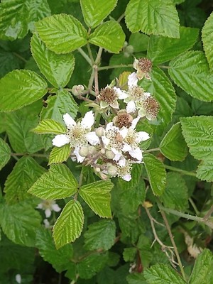photo of Dewberry