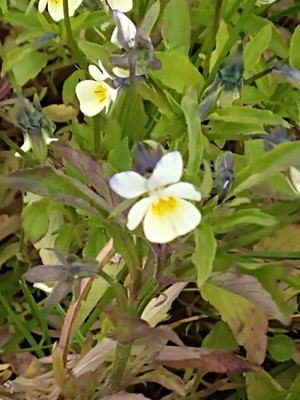 photo of Field Pansy