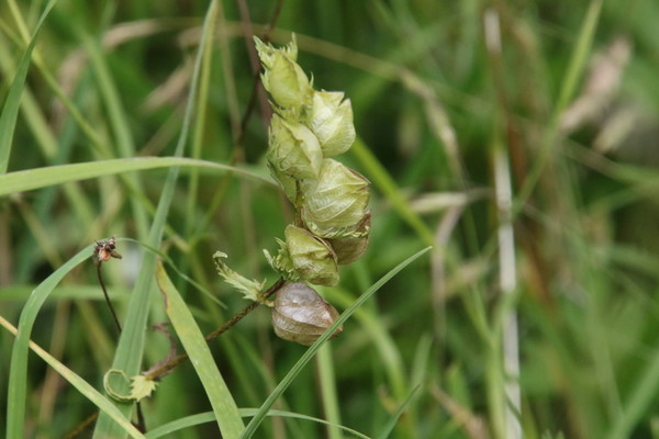 photo of Yellow Rattle