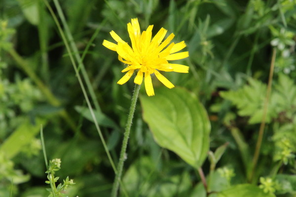 photo of Marsh Hawk's Beard