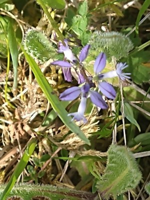 photo of Chalk Milkwort