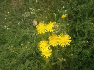 photo of Rough Hawk's Beard
