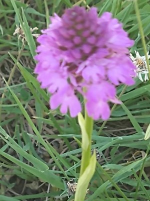 photo of Pyramidal Orchid