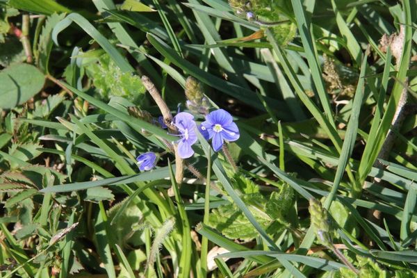 photo of Germander Speedwell