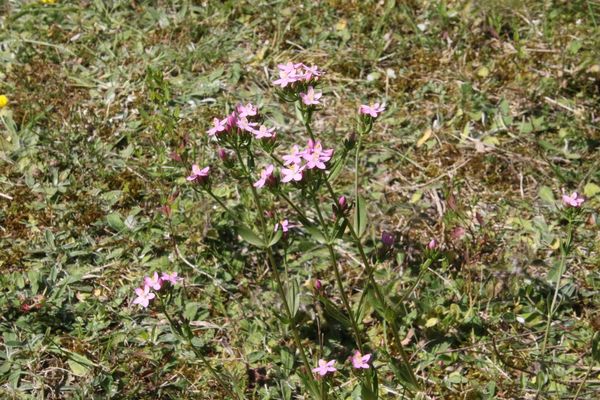 photo of Common Centaury