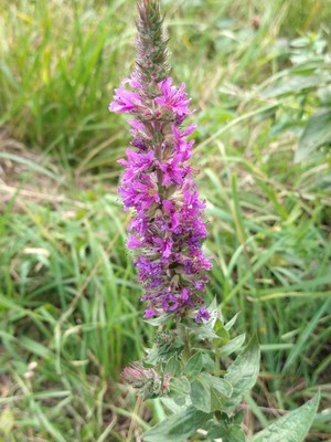 photo of Purple Loosestrife
