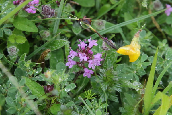 photo of Wild Thyme