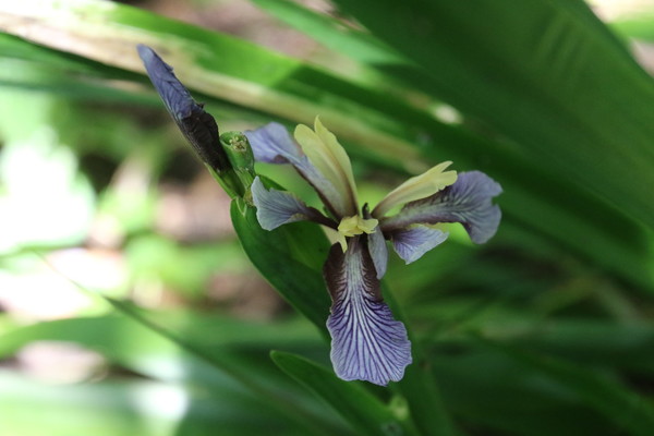 photo of Stinking Iris