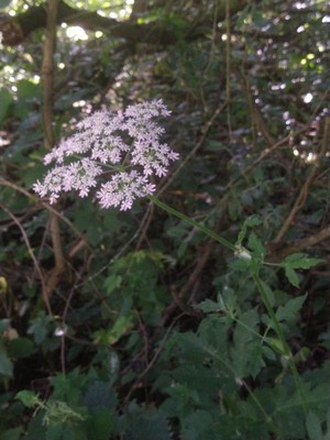 photo of Hogweed