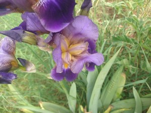 photo of Bearded Iris