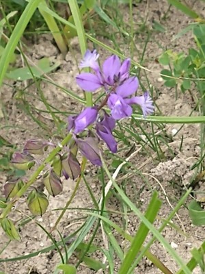 photo of Chalk Milkwort