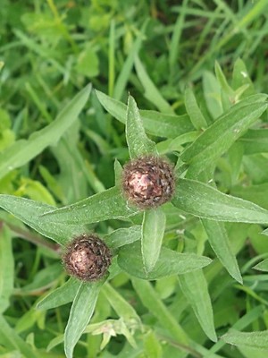photo of Common Knapweed