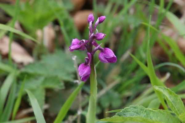 photo of Early Purple Orchid