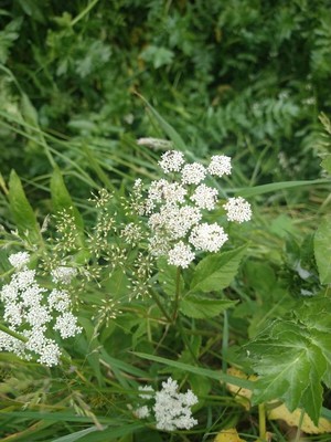 photo of Ground Elder