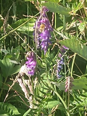 photo of Fodder Vetch