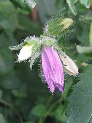 photo of Nettle Leaved Bellflower