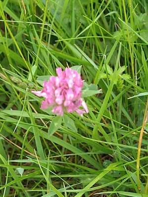 photo of Red Clover