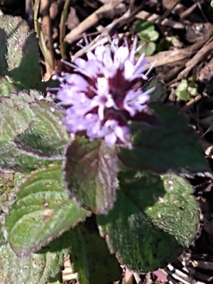 photo of Water Mint