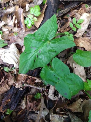 photo of Lords And Ladies