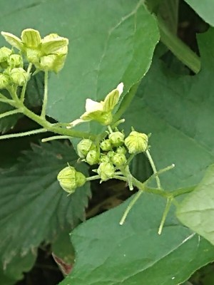 photo of White Bryony