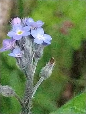photo of Field Forget Me Not