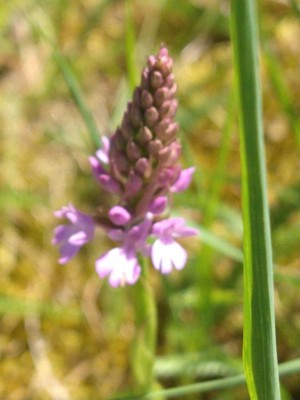 photo of Pyramidal Orchid