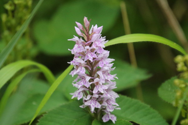photo of Common Spotted Orchid