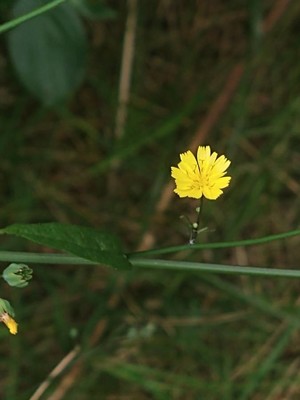 photo of Nipplewort